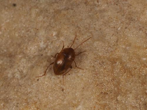 Speonomus curvipes